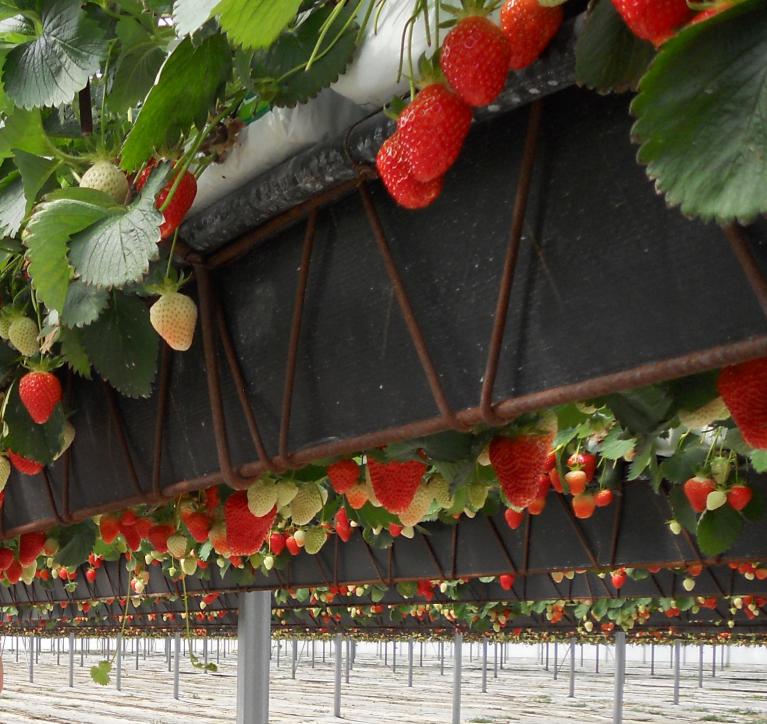 Serre de fraise